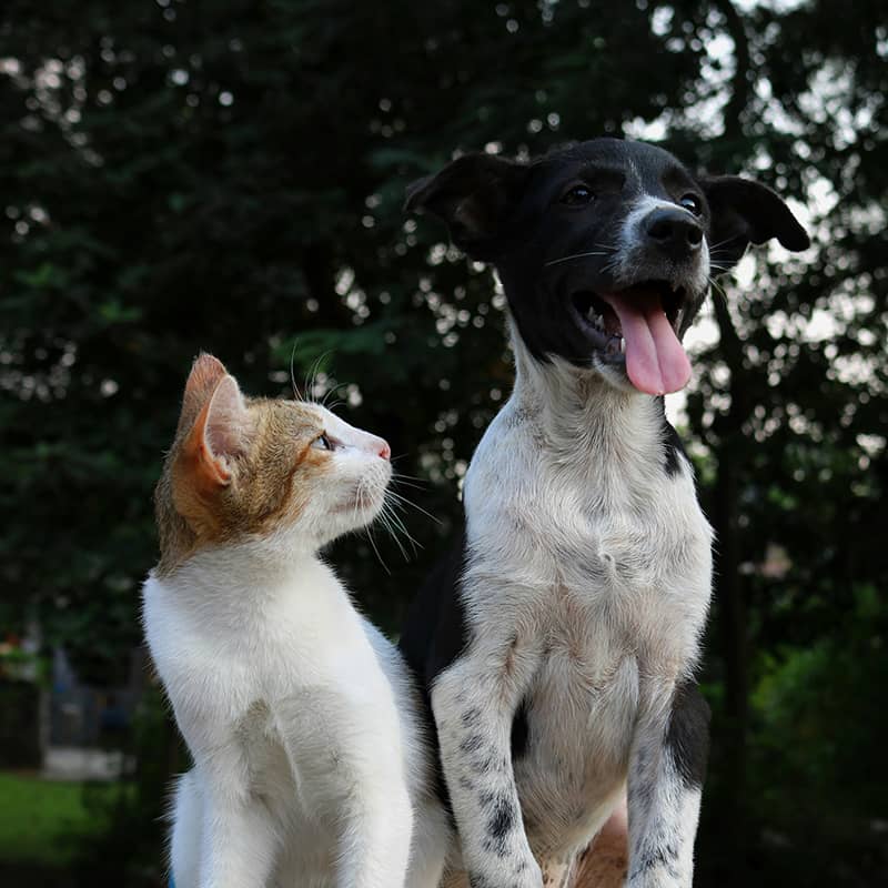 tecnica dello shadowing cane e gatto - photo credit: anusha barwa su unsplash